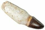 Fossil Rooted Mosasaur (Prognathodon) Tooth - Morocco #265992-1